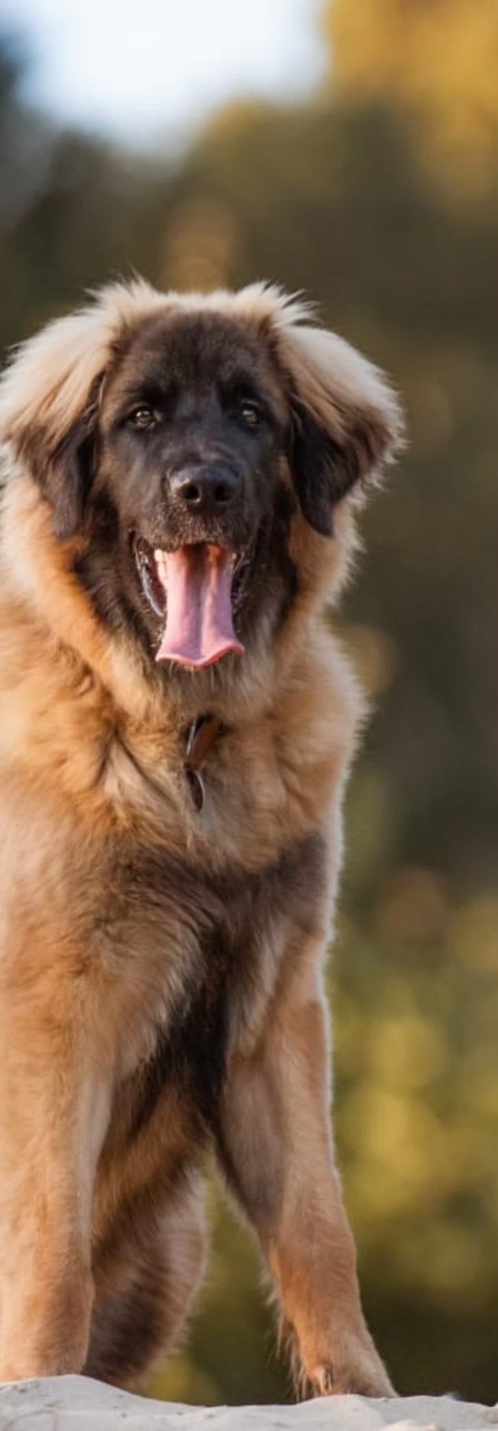 imageye___-_imgi_47_bd0da7_7d2d86b11bd644c7bf179c6742c76ff7~mv2