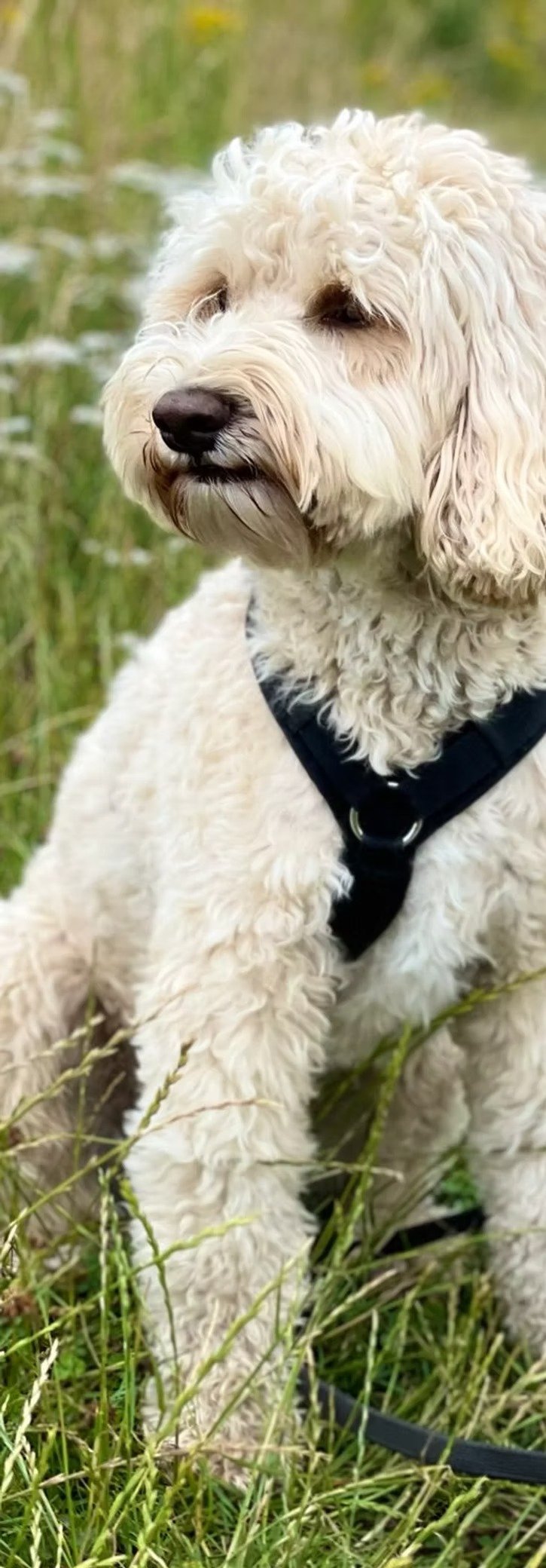 imageye___-_imgi_57_bd0da7_494ebe95ad564a869391adde786cfa69~mv2