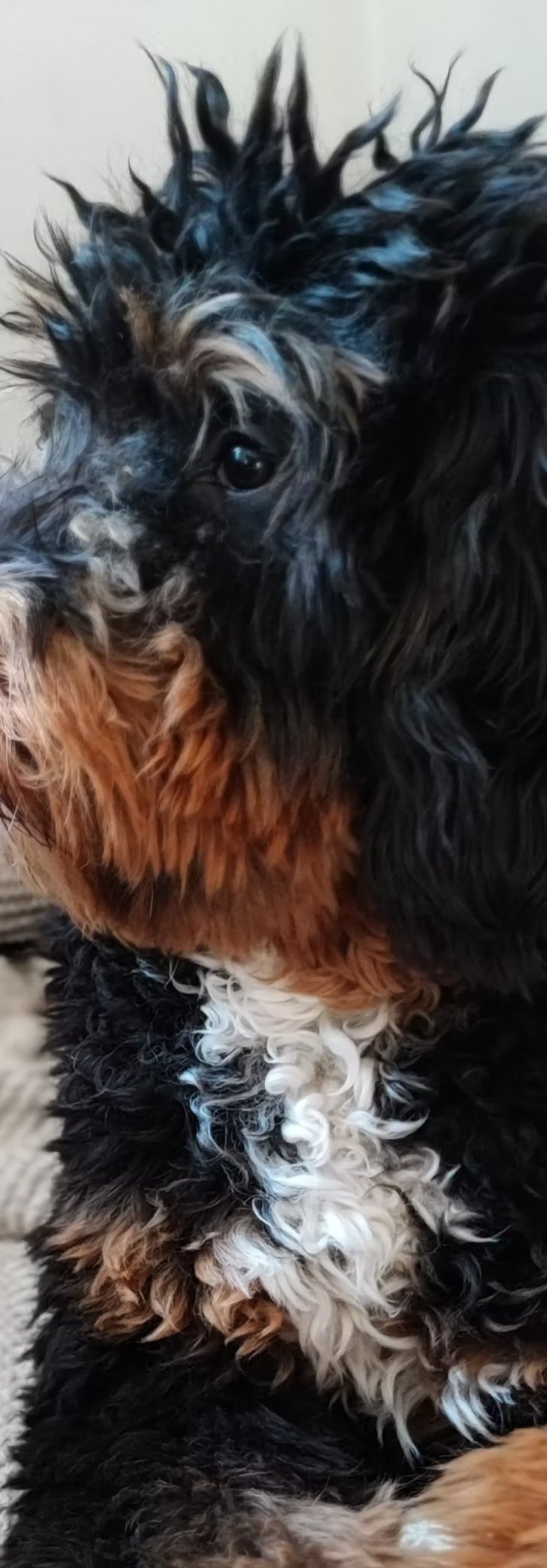 imageye___-_imgi_66_bd0da7_4dbc1d70ae1a44e3bb8c16d237d9c532~mv2